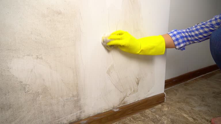 Best Attic Mold Removal  in Ardmore, AL