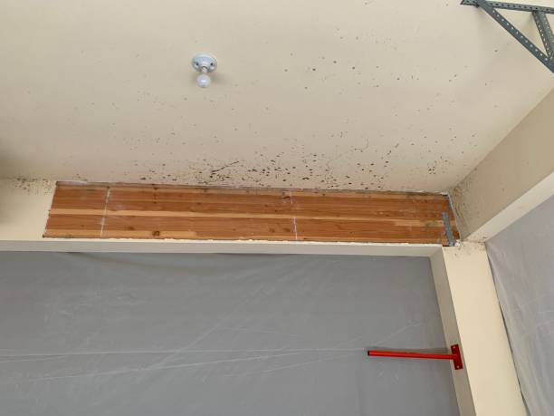 Best Environmental Consulting for Mold Prevention  in Ardmore, AL